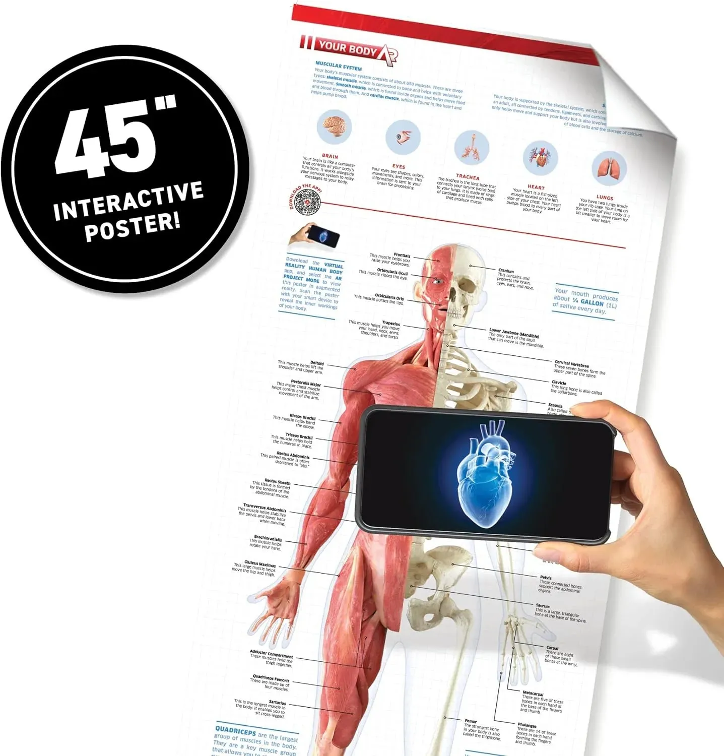 Abacus | Virtual Reality Gift Box | Human Body