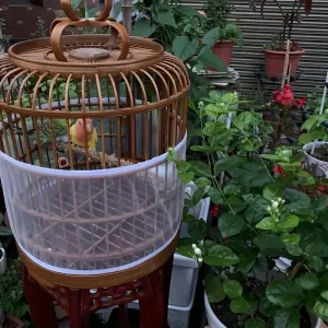 Bird Cage Netting Keep Your Feathered Friends Safe and Secure